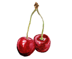 Sour cherries
