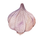 Knoblauch