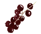 Blackcurrant