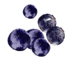 Blueberry