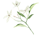 Jasminblüten