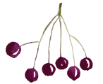 Aronia berries