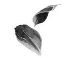 Assam