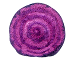 Beetroot
