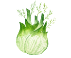 Fennel