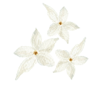 Orangenblüten