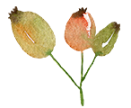 Rose Hip Peels