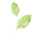 Sencha